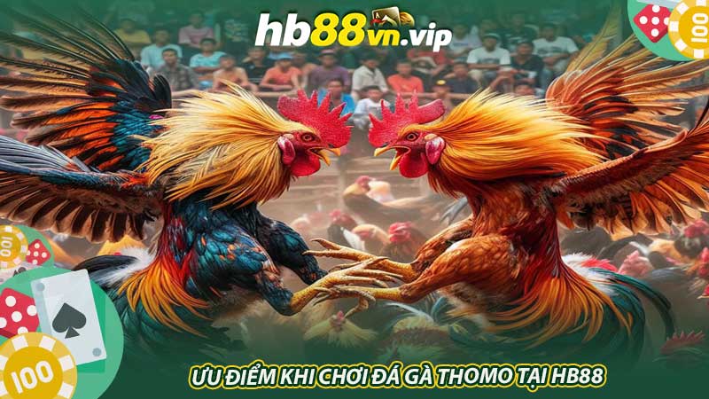 Ưu điểm khi chơi đá gà Thomo tại HB88